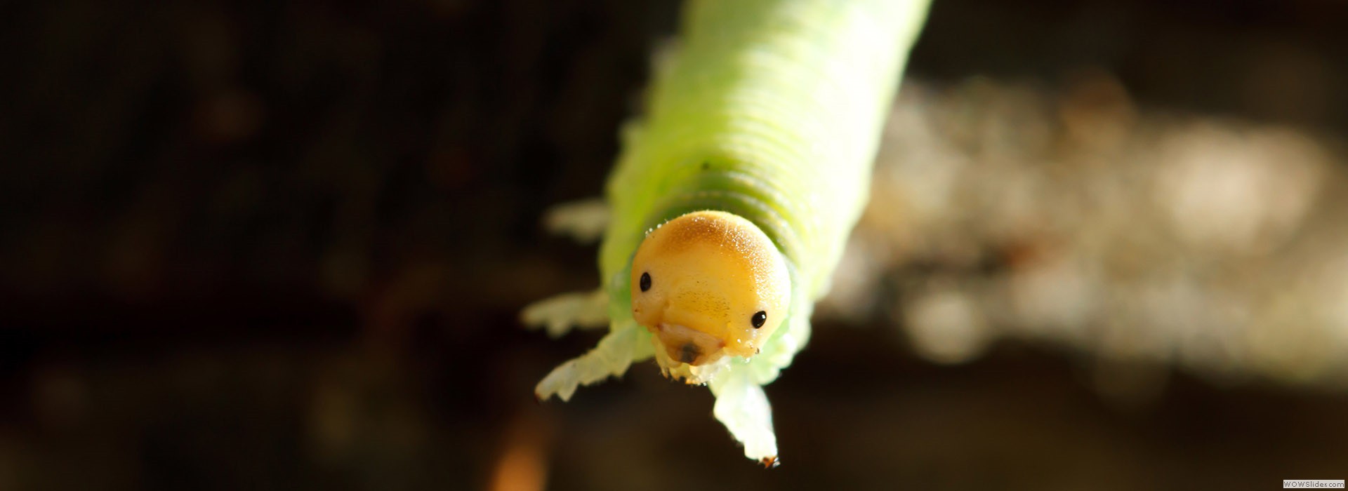 Произвести впечатление?